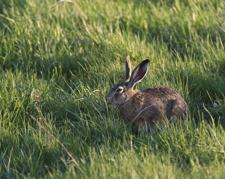 Hare (Lepus europaeus), Burgenland, Austria