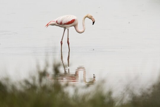 Pink Flamingo (Phoenicopterus ruber-roseus), Zwillbrocker Venn, North Rhine-Westphalia, Germany