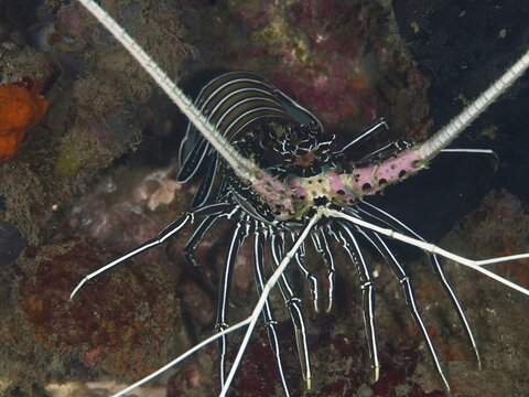 Painted rock crayfish (Panulirus versicolor) on a coral reef, with long, striking antennae and a patterned carapace, at the Gondol Bay dive site, Gondol, Bali, Indonesia