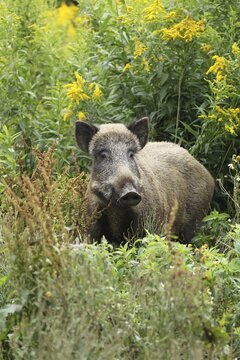 Wild boar (Sus scrofa) cache secured between flowering tall goldenrod (Solidago gigantea) Allg&auml;u, Bavaria, Germany