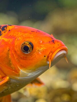 Close-up portrait of a vibrant orange koi fish with black markings and barbels, swimming gracefully underwater.