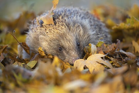 European hedgehog (Erinaceus europaeus) adult walking on fallen Autumn leaves, Suffolk, England, United Kingdom