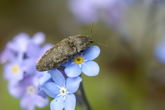 Agrypnus murinus, mouse-gray speedbeetle, mouse-gray speedbeetle, mousegrey click beetle, beetle, coleoptera, insects, beetles