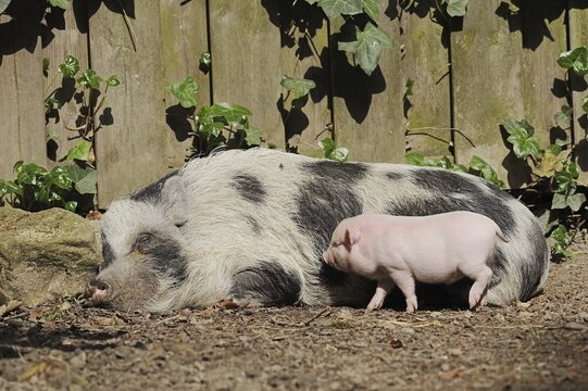 G&ouml;ttingen minipig (Sus scrofa f. domestica), sow and piglet, North Rhine-Westphalia, Germany