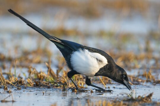 European magpie (Pica pica) looking for food, Kutno, Poland