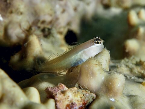 A small blenny, Banda combtooth blenny (Ecsenius bandanus) resting on coral structures, dive site Sweet Reef, Penyapangan, Bali, Indonesia