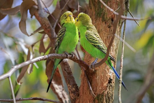 Budgies (Melopsittacus undulatus), animal pair on branch, Mount Lofty, South Australia, Australia