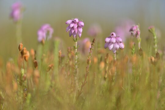 Cross-leaved Heath (Erica tetralix), Emsland, Lower Saxony, Germany