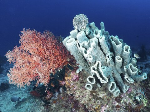 A vibrant coral reef with a mixture of orange-coloured soft corals and bluish spiny tube sponge (Callyspongia (Cladochalina) aerizusa), dive site Prapat, Penyapangan, Bali, Indonesia
