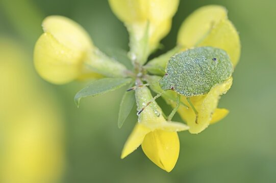 Green stink bug or green shield bug (Palomena prasina), nymph on common horned clover (Lotus corniculatus), North Rhine-Westphalia, Germany