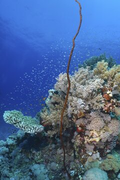 Twisted Wire Coral (Cirrhipathes anguina) and other corals and schools of fish in the sea. Dive site Erg Monica, El Quesir, Red Sea, Egypt