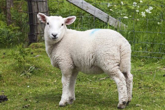Young, Cheviot domestic sheep (Ovis gmelini aries), Isle of Skye, Scotland, Great Britain