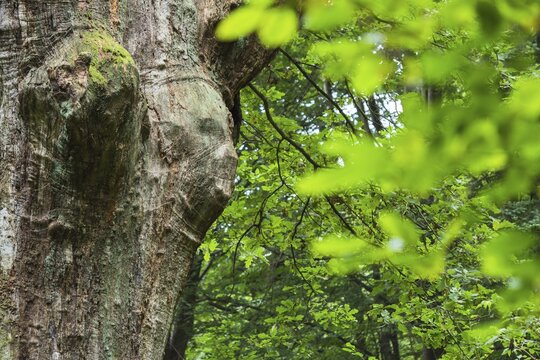Face-like growth on an oak (Quercus robur) trunk, Hesse, Germany