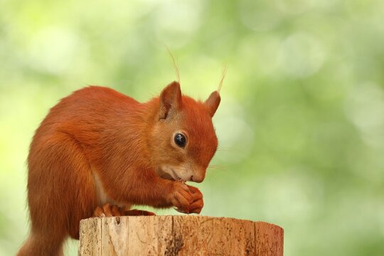 Eurasian red squirrel (Sciurus vulgaris), sitting on a tree stump and eating hazelnut, Wildlife, North Rhine-Westphalia, Germany