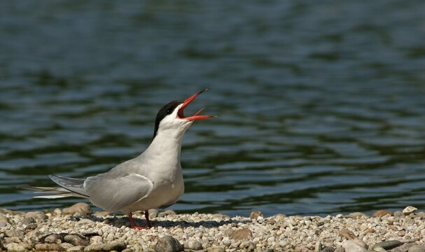 Common Tern (Sterna hirundo), Mecklenburg-Western Pomerania, Germany