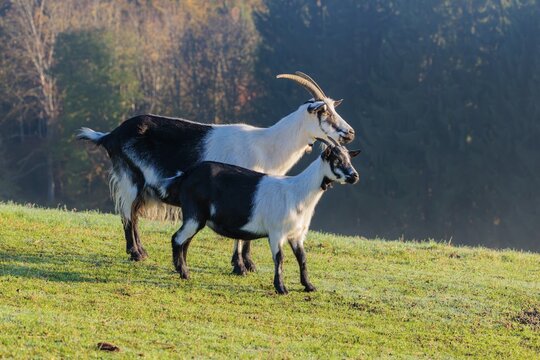 A peacock goat (Capra aegagrus f. hircus) and a crossbreed with a pygmy goat stand in a meadow on a sunny morning. Austria