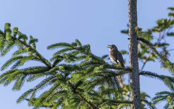Song thrush (Turdus philomelos) chirps in a conifer, Perlacher Forst, Munich, Upper Bavaria, Bavaria, Germany
