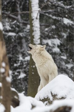 Melville Island wolf (Arctic wolf) howling in snow covered forest, snow falling