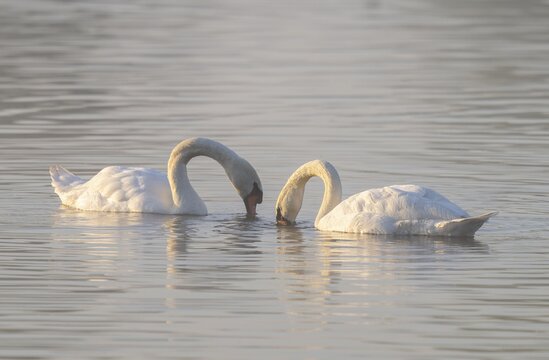 Mute swans (Cygnus olor) swimming on a pond, Lower Saxony, Germany