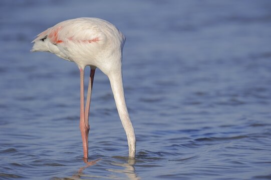 Greater flamingo (Phoenicopterus roseus) foraging, Camargue, Provence, southern France