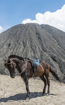 Horse next to Mount Batok, volcano, Bromo Tengger Semeru National Park, East Java, Indonesia