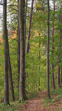 Vertical video of an autumn forest on a windy, sunny day.
