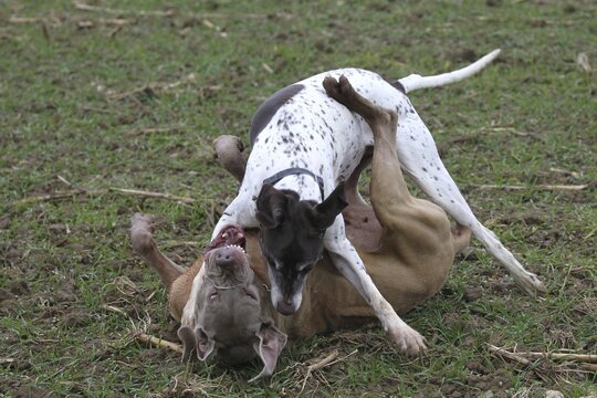 Hunting dog German Shorthair (white) and hunting dog Weimaraner Shorthair in dispute, Lower Austria, Austria