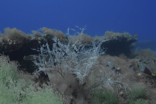 A delicate cnidarian, the Philippine fern (Macrorhynchia philippina), stands at the centre of a lush underwater landscape, at the Pasito Blanco Reef dive site, Arguinegu&iacute;n, Gran Canaria, Spain, Atlantic Ocean