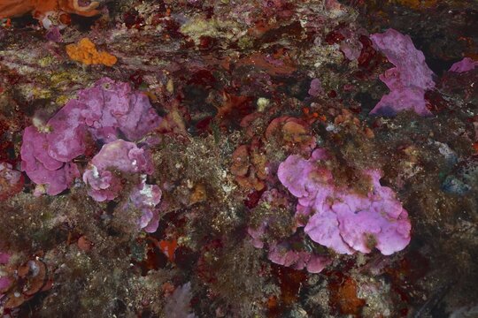 Spreading stone leaf (Mesophyllum expansum) on a rocky underground under water in the Mediterranean Sea near Hy&egrave;res, dive site peninsula Giens, Provence Alpes C&ocirc;te d'Azur, France