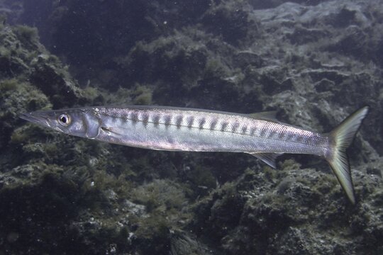 An elongated fish with distinctive markings, a barracuda (Sphyraena viridensis), in a rocky environment, at the Bufadero dive site, Palm Mar, Tenerife, Canary Islands, Spain