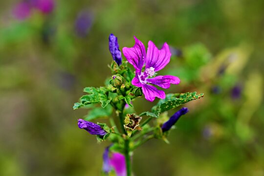 A flower of the common mallow (Malva sylvestris), Canton of Aargau, Switzerland