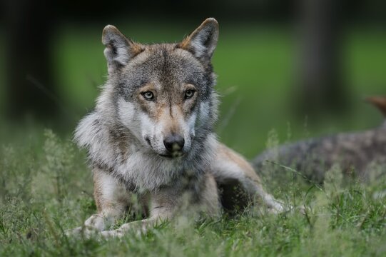 European gray wolf (Canis lupus lupus), captive, Germany