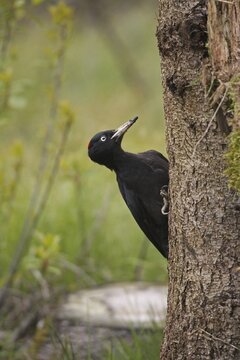 Black woodpecker (Dryocopus martius) female foraging on an old tree stump near the ground, Allg&auml;u, Bavaria, Germany