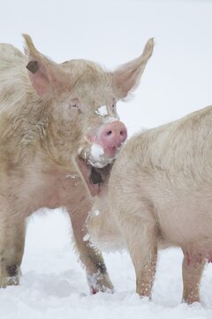 Domestic pig (Sus scrofa domesticus) two adult farm animals greeting each other on a snow covered field in winter, England, United Kingdom