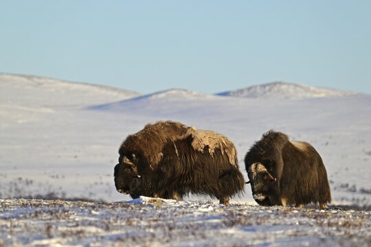 Two musk oxen (Ovibos moschatus) in the snow, Dovrefjell-Sunndalsfjella National Park, Norway