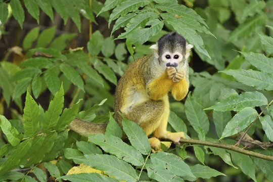 Black-capped squirrel monkey (Saimiri boliviensis), captive, Switzerland