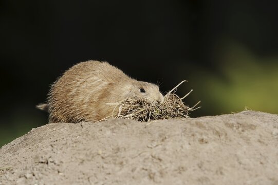 Black-tailed prairie dog (Cynomys ludovicianus) with nesting material at the burrow, captive, occurrence in North America
