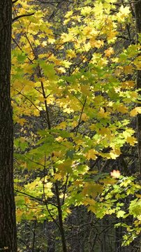 Vertical video of an autumn forest on a windy, sunny day.