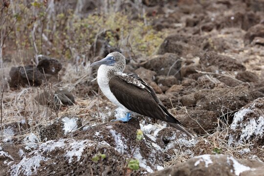 Blue-footed Booby (Sula nebouxii), Galapagos, Ecuador