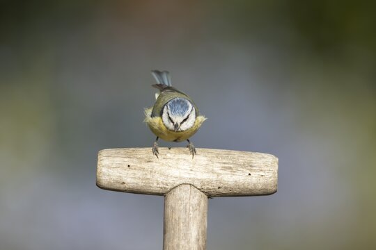 Blue tit (Cyanistes caeruleus) adult garden bird on a fork handle in spring, England, United Kingdom