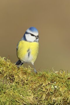 Blue tit (Parus caeruleus), sitting on moss-covered dead wood, Wilnsdorf, North Rhine-Westphalia, Germany