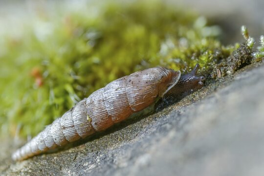 Wrinkled snail, laciniaria plicata, gastropoda, mollusca, snails, molluscs