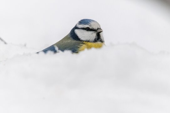 Blue tit, parus caeruleus, birds, tit, passeri, snow, songbirds, snow, songbirds, tits, birds, winter
