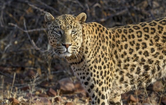 African leopard (Panthera pardus pardus), male, Okonjima Nature Reserve, near Otjiwarongo, Otjozondjupa Region, Namibia