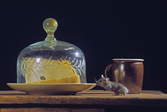 House mouse, mus musculus, rodents, rodentia, mammals, mouse, muroids, mice, rodents, mammals