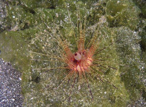 Colourful sea urchin with long spines, Variable Fire Urchin, Blue spotted sea urchin (Astropyga radiata), on a green seabed. Dive site Secret Bay, Gilimanuk, Bali, Indonesia
