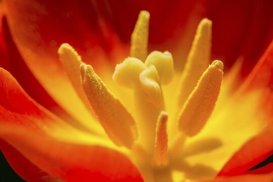Red Tulips (Tulipa sp.), stamps and stamens, Baden-W&uuml;rttemberg, Germany