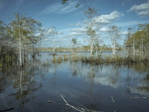 Lagoon, Big Cypress National Preserve, Everglades, North America, Florida, USA