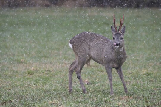 Roe deer (Capreolus capreolus) buck with freshly swept, still red antlers in the meadow during snowfall, Allg&auml;u, Bavaria, Germany, Allg&auml;u, Bavaria, Germany