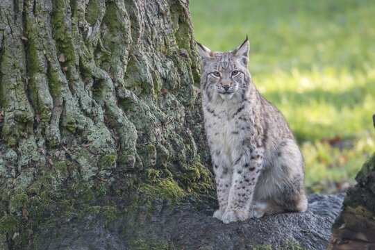 Seated young Lynx (Lynx lynx), North Hesse, Hesse, Germany